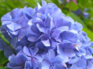 そろそろアジサイも終わりです｜「千花園」　（大阪府大阪市浪速区の花キューピット加盟店 花屋）のブログ